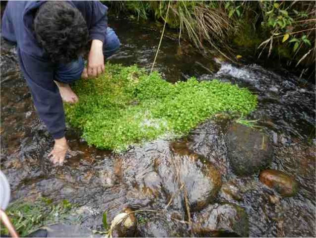 Monitoreo de macroinvertebrados acuáticos. Recolección directa sobre sustratos balndos y duros.