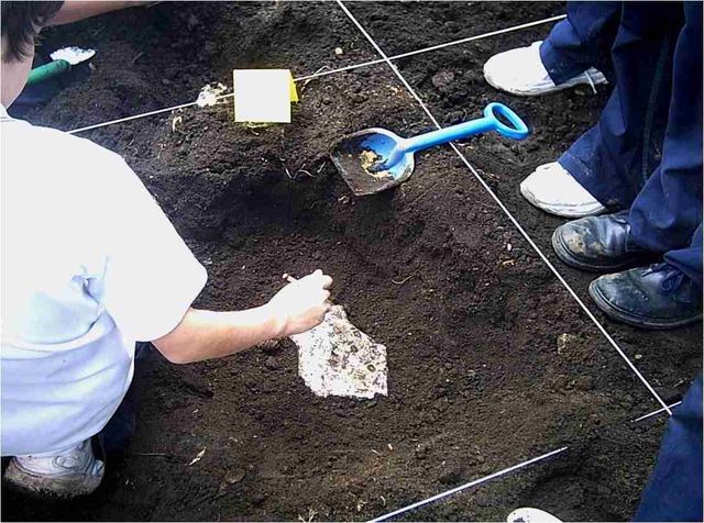 Remoción de sedimentos finos con un pincel sobre un rastro fósil
