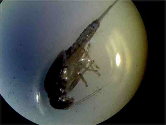 Ephemeróptero encontrado dentro de las muestras recolectadas. Es bioindicador de aguas con una muy alta calidad.