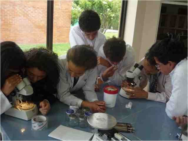 Fase de Laboratorio. Trabajo de selección de las morfoespecies a través del uso del microscopio y el estereoscopio