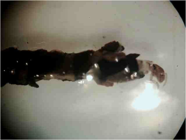 Trichoptero capturado dentro de su casa construído con material inorgánico. Organismo bioindicador de alta calidad del agua.