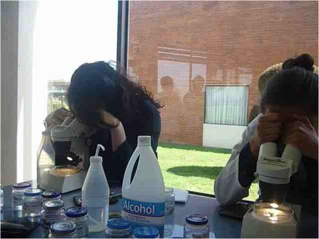 Fase de Laboratorio. Trabajo de identificación y clasificación taxonómica.